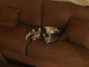 Reese and Twix - Bengal Cats For Adoption in Oak Park CA