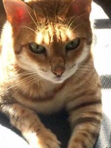 Reese and Twix - Bengal Cats For Adoption in Oak Park CA
