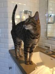 Reese and Twix - Bengal Cats For Adoption in Oak Park CA