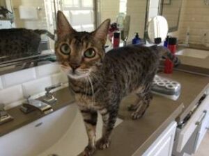 Reese and Twix - Bengal Cats For Adoption in Oak Park CA