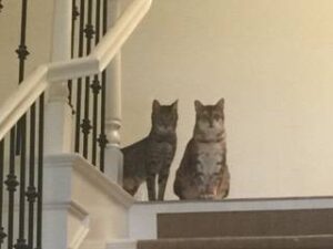 Reese and Twix - Bengal Cats For Adoption in Oak Park CA