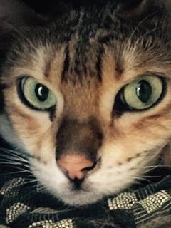 Reese and Twix - Bengal Cats For Adoption in Oak Park CA