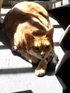 Reese and Twix - Bengal Cats For Adoption in Oak Park CA