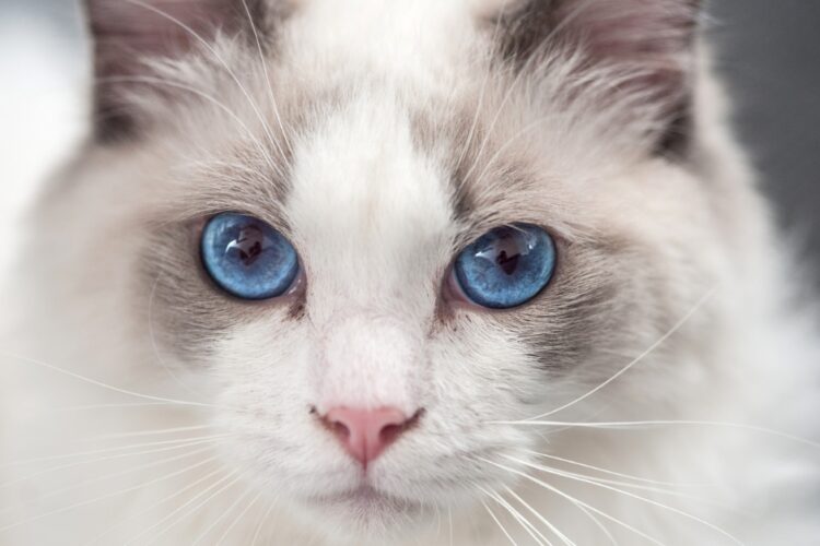 Ragdoll Cat Breed Profile