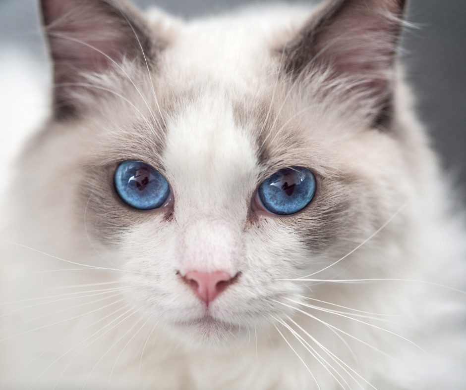 Ragdoll Cat Breed Profile