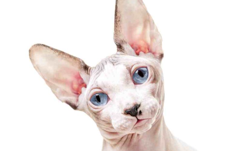 Sphynx Cat Breed Profile