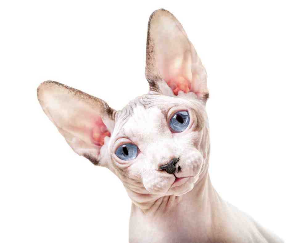 Sphynx Cat Breed Profile
