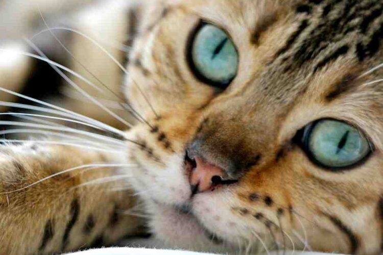 Bengal Cat Breed Profile