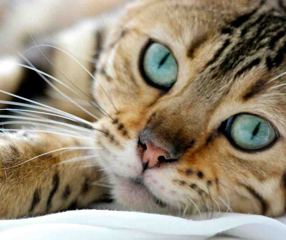 Bengal Cat Breed Profile