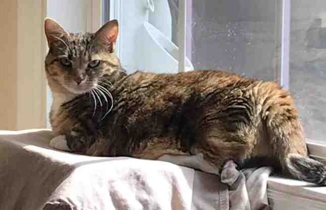 Munchkin Cat Breed Profile