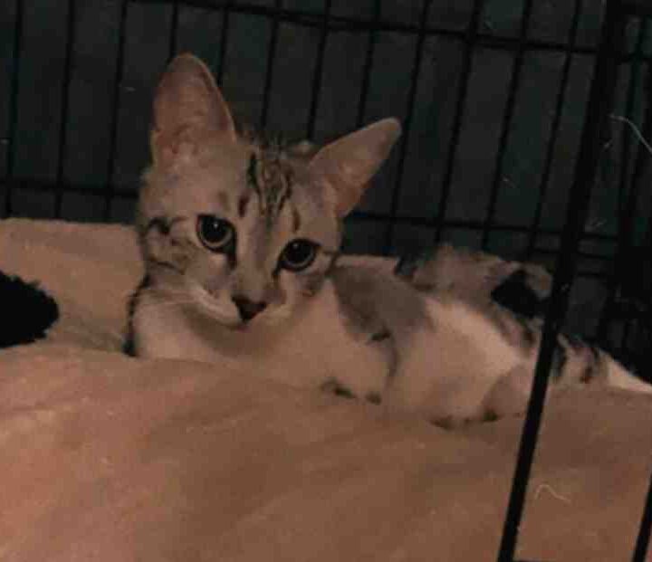 Halo - Grey Tabby Cat for Adoption in Las Vegas Nevada by Verified Private Owner