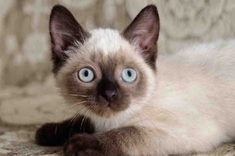 Cat Breeds From A to Z with Pictures
