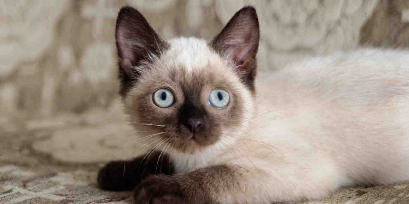 Cat Breeds From A to Z with Pictures