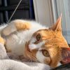 Tiny Orange Tabby Cat For Adoption in Edmonton