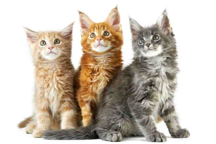 Maine Coon Cat Breed Guide