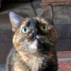 Gorgeous Tortoiseshell Cat For Adoption in Gaithersburg MD – Meet Iris